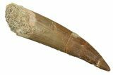 Fossil Plesiosaur (Zarafasaura) Tooth - Morocco #298332-1